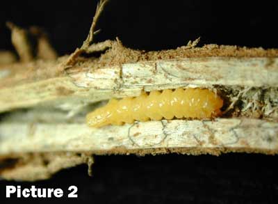 Picture 2 showsLarva of Dectes stem borer in soybean stem. Picture 2 showsLarva of Dectes stem borer in soybean stem.
